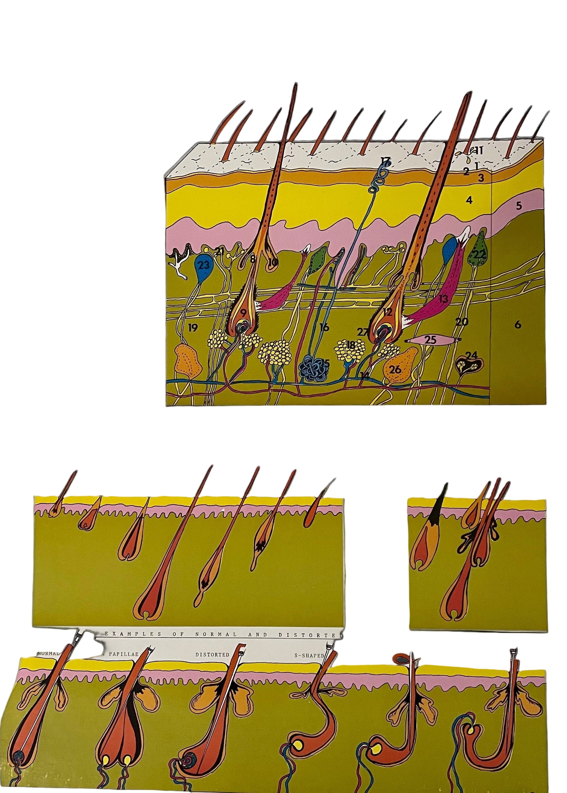 Poster - Histology of Skin & Hair, 21.5” x 15.5”, This Poster has a cross section of the skin including the detailed description of hair and how it works. - Histology of Skin & Hair is an educational and visually detailed resource ideal for estheticians, dermatology clinics, and beauty professionals